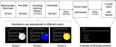 Exploring EEG Effective Connectivity Network in Estimating Influence of Color on Emotion and Memory
